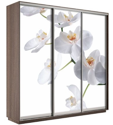 Шкаф Экспресс 1800х600х2200, Орхидея бела/шимо темный во Владикавказе - изображение